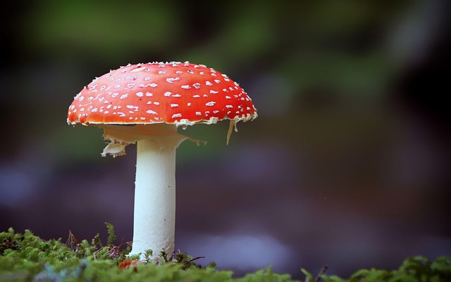nature