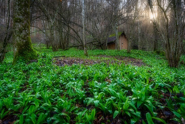 lodging